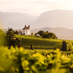 Weingut und Destillerie Walcher im Südtiroler Weinberg.