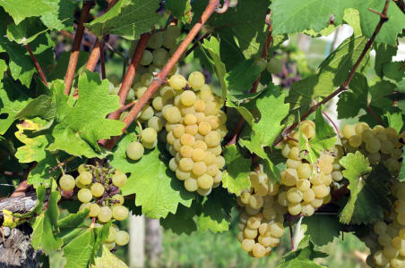 Weißburgunder-Trauben