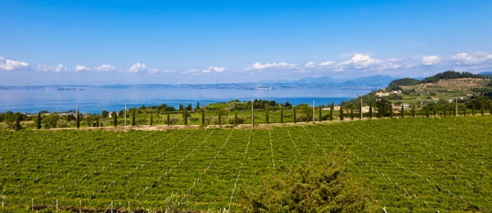 Weinberge in Bardolino