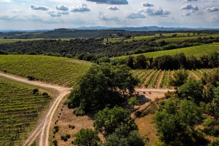 Wegekreuzung mit Bäumen und Rebflächen am Weingut Col d'Orcia.