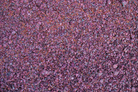 Dunkler Traubentrester mit Schalen, Kernen und Stielen.