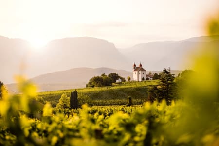 Weingut der Edelbrennerei Walcher mit Weinstöcken in Südtirol.