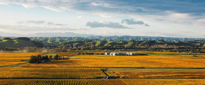 Rebstöcke und hügelige Landschaft der Gimblett Gravels, eines Anbaugebiets von Craggy Range in Neuseeland.