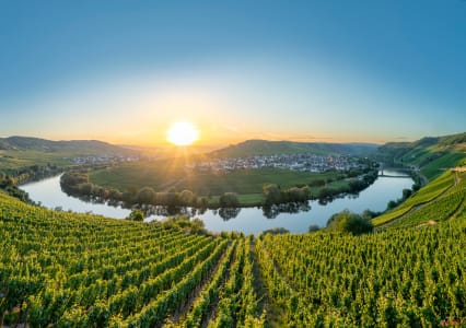 Weinberge an der Mosel.