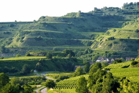 Weinberge mit Terrassen am Hang in der Region Kaiserstuhl.