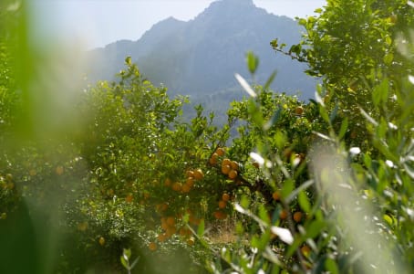 Orangenplantage für Canonita vor Gebirgslandschaft auf Mallorca.