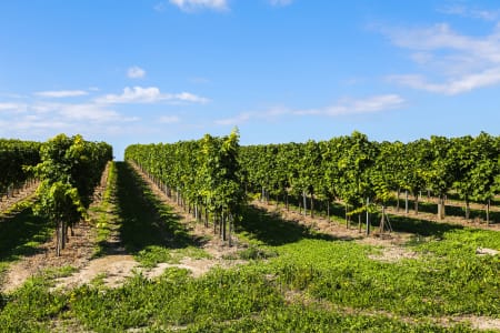 Rebstöcke vor blauem Himmel in der Nähe von Cognac.
