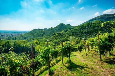Hügellandschaft mit Rebstöcken für die Prosecco-Produktion in Venetien.