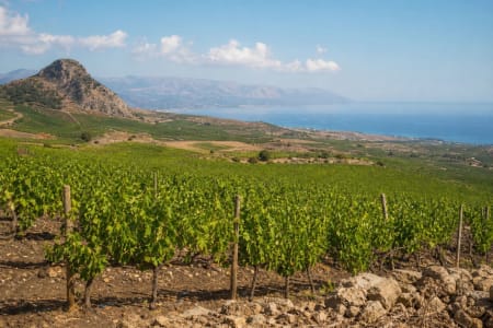 Weinbau an der sizialianischen Küste mit Vulkangebirge und Meer.