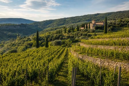 Von Rebstöcken geprägte Landschaft von Valpolicella im italienischen Venetien.