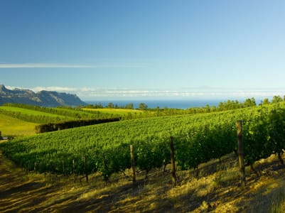 Rebstöcke des Waterkloof Wine Estates mit Blick auf die False Bay in Stellenbosch, Südafrika.