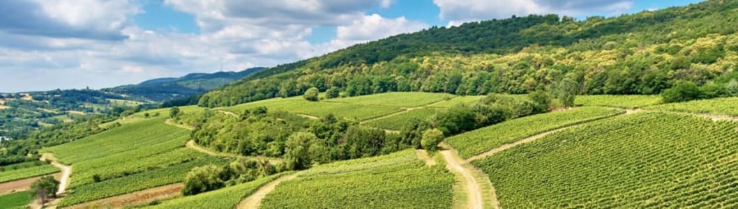 Sonnenbeschienener Weinberg am Waldrand.