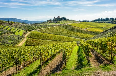 Weitläufige Rebstöcke in Hügellandschaft im italienischen Chianti.