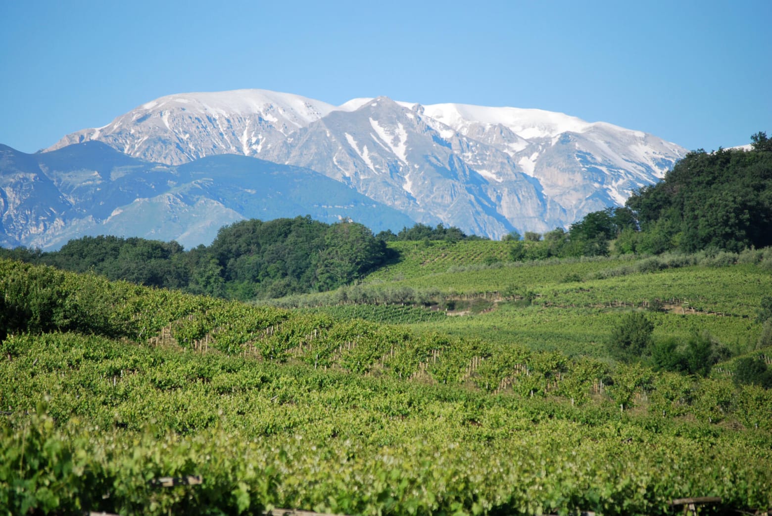 Vini Fantini