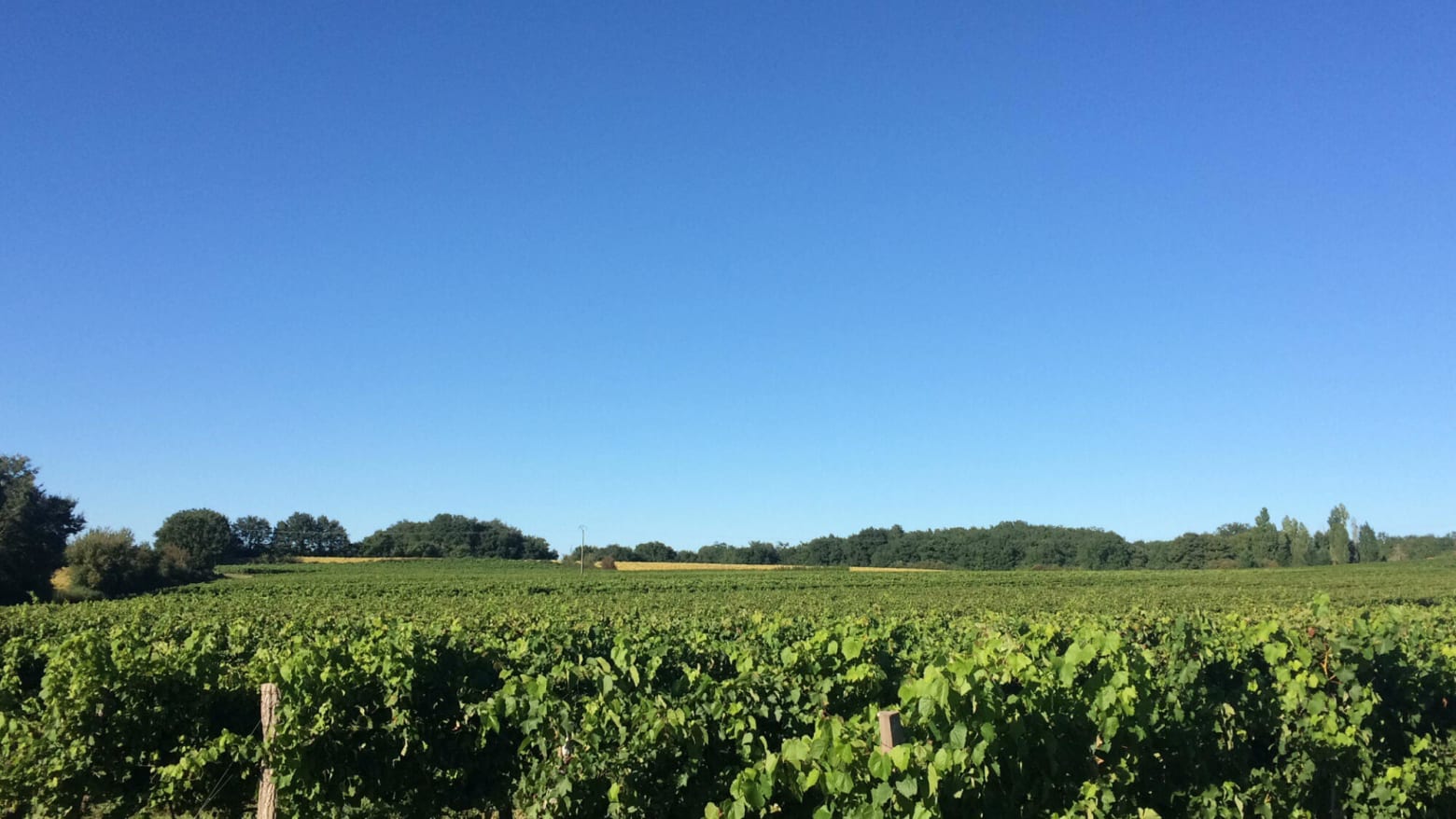 Domaine Saint-Lannes