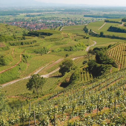 Winzergenossenschaft Ihringen