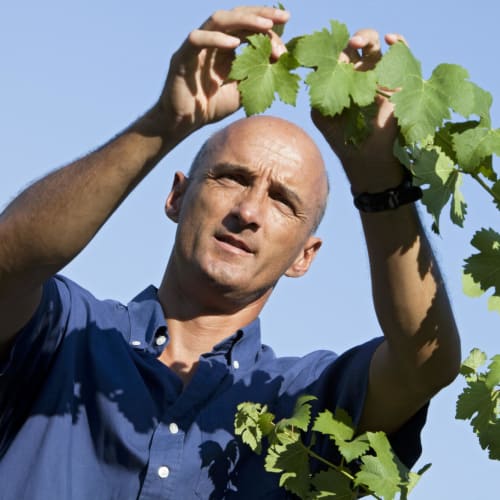 Domaine des Sénéchaux