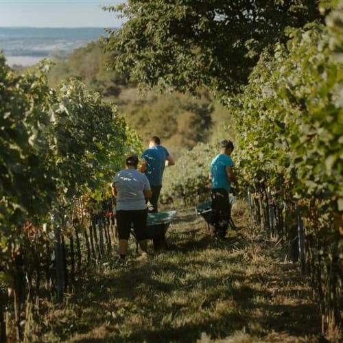 Weingut Heinrich