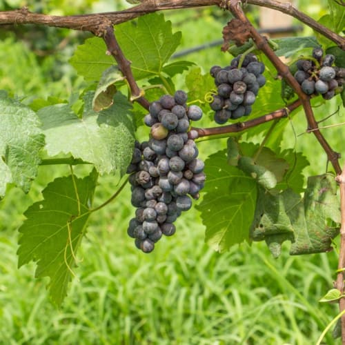 Grolleau: Weine der Rebsorte