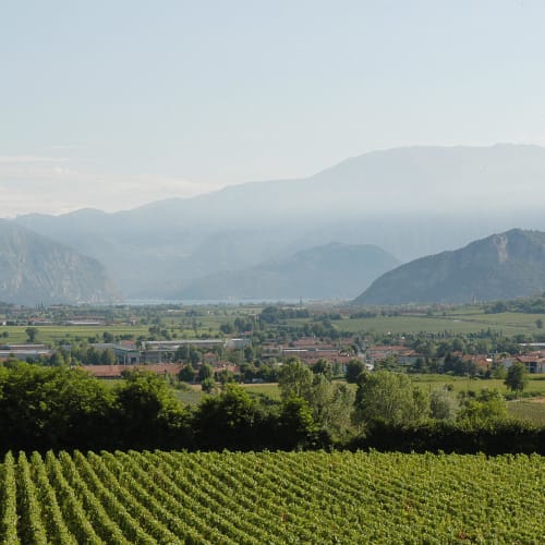 Ca' del Bosco