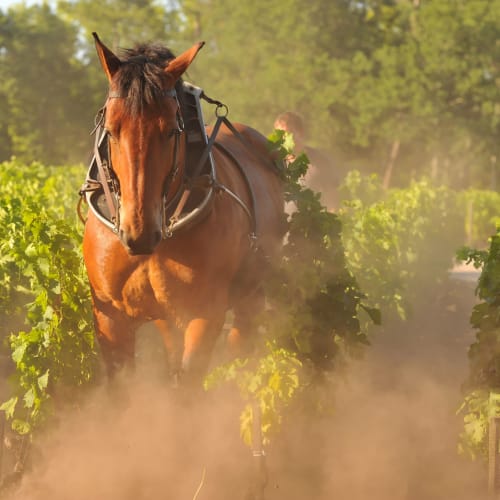 Domaine de Chevalier