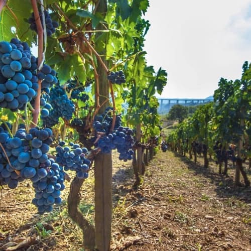 Aglianico