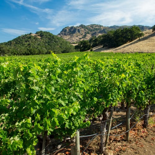 Stag's Leap Wine Cellars