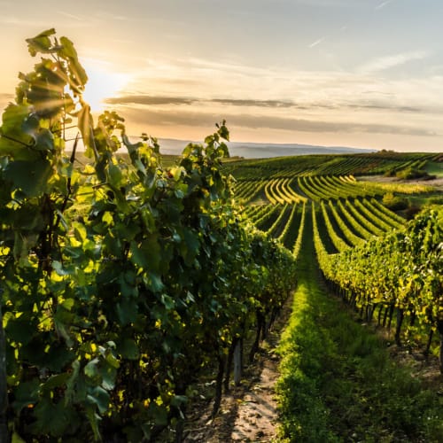 Tenuta Ulisse