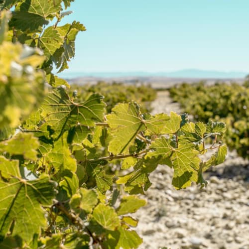 Rioja Wein kaufen