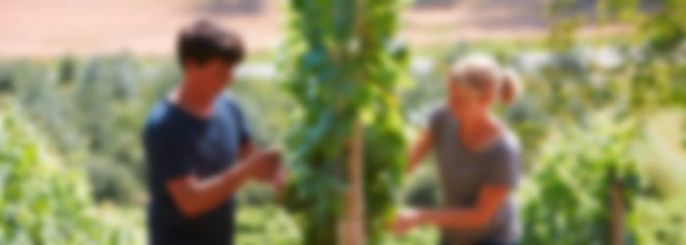 2022 Bäder Grauburgunder – Bio