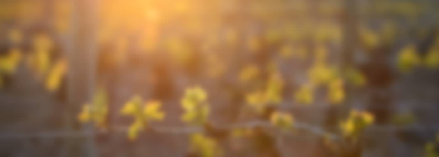 2019 Château de Corneilla Cavalcade Rouge