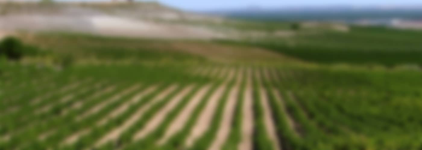 2020 Bodegas Cerrosol »Doña Beatriz« Verdejo