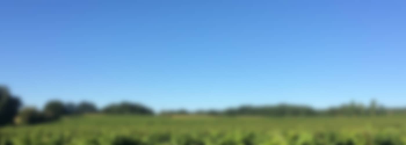 2020 Domaine Saint-Lannes »Les Peyrades«