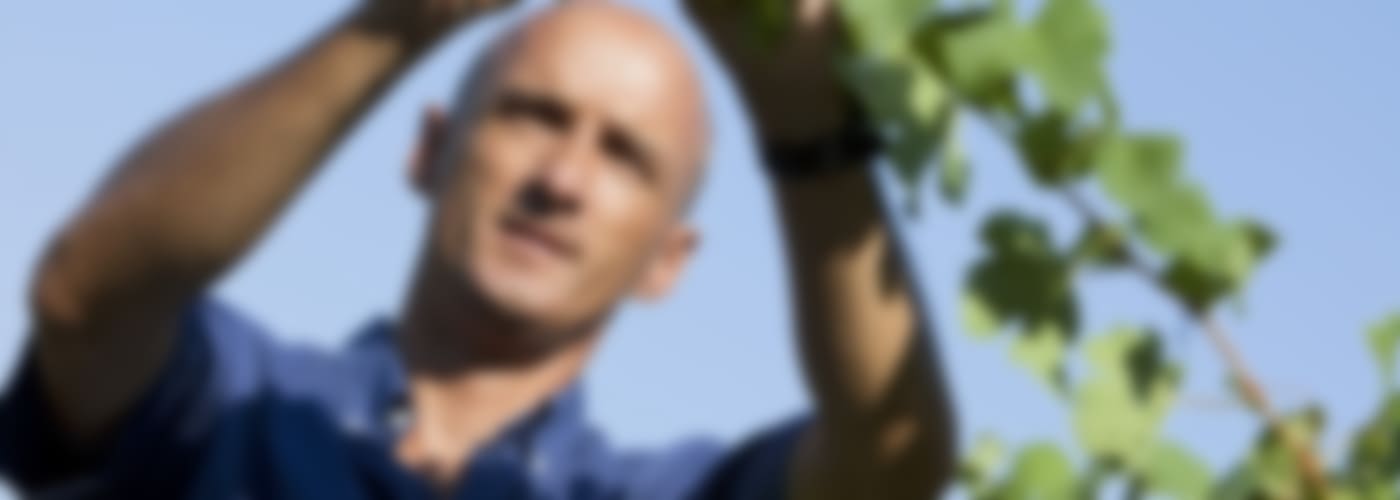 2019 Domaine des Sénéchaux Blanc