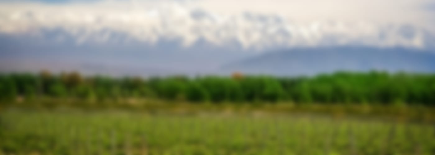 2019 Hereford Shiraz