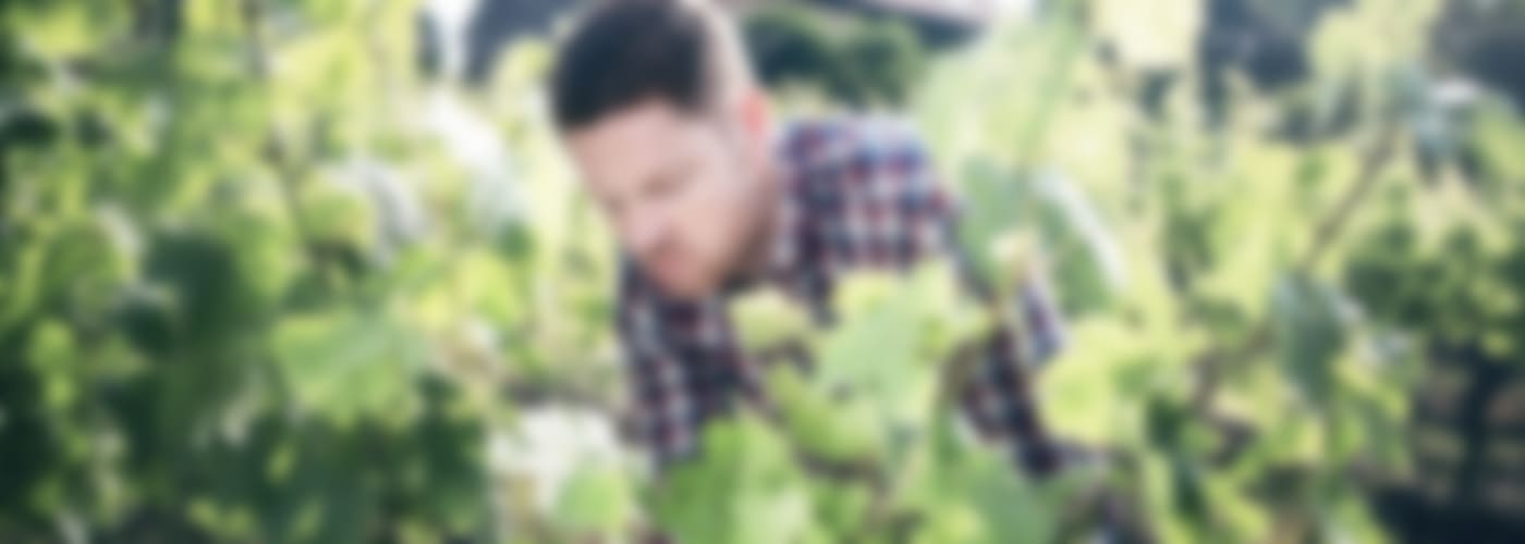 2018 Schwedhelm Chardonnay Zellertal