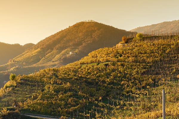 Weinberg Italien