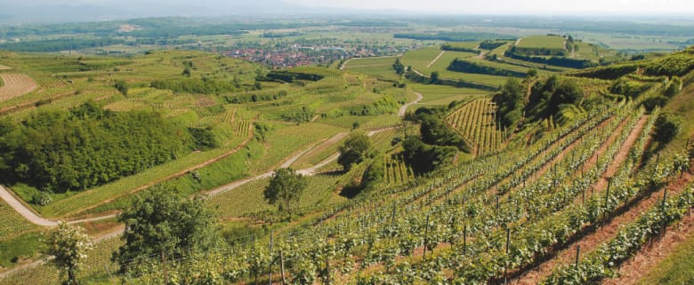 Winzergenossenschaft Ihringen