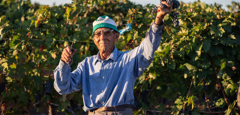 Vigneti del Salento