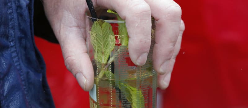 Top 3 Drinks At The Kentucky Derby That Aren't Mint Juleps - Vimarsana News
