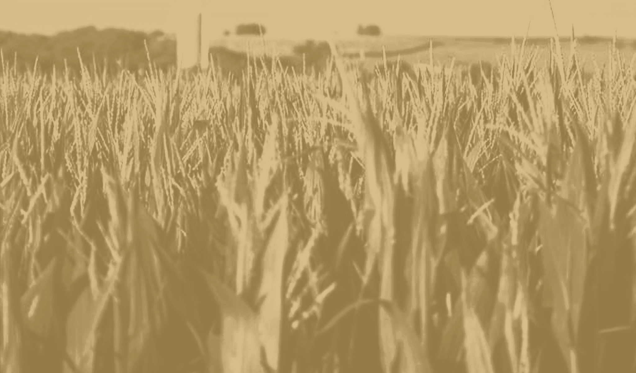 Black and white image of a vast corn field.