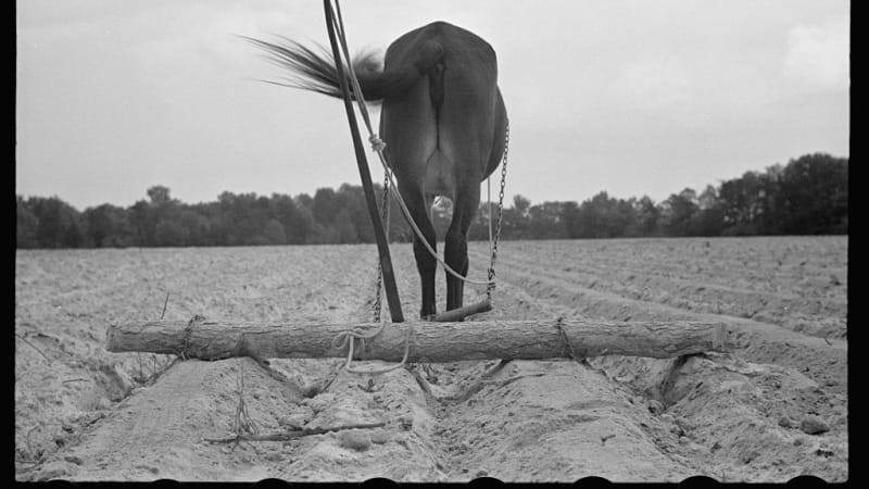 The back of a mule, pulling a drag across a bare farm field. 