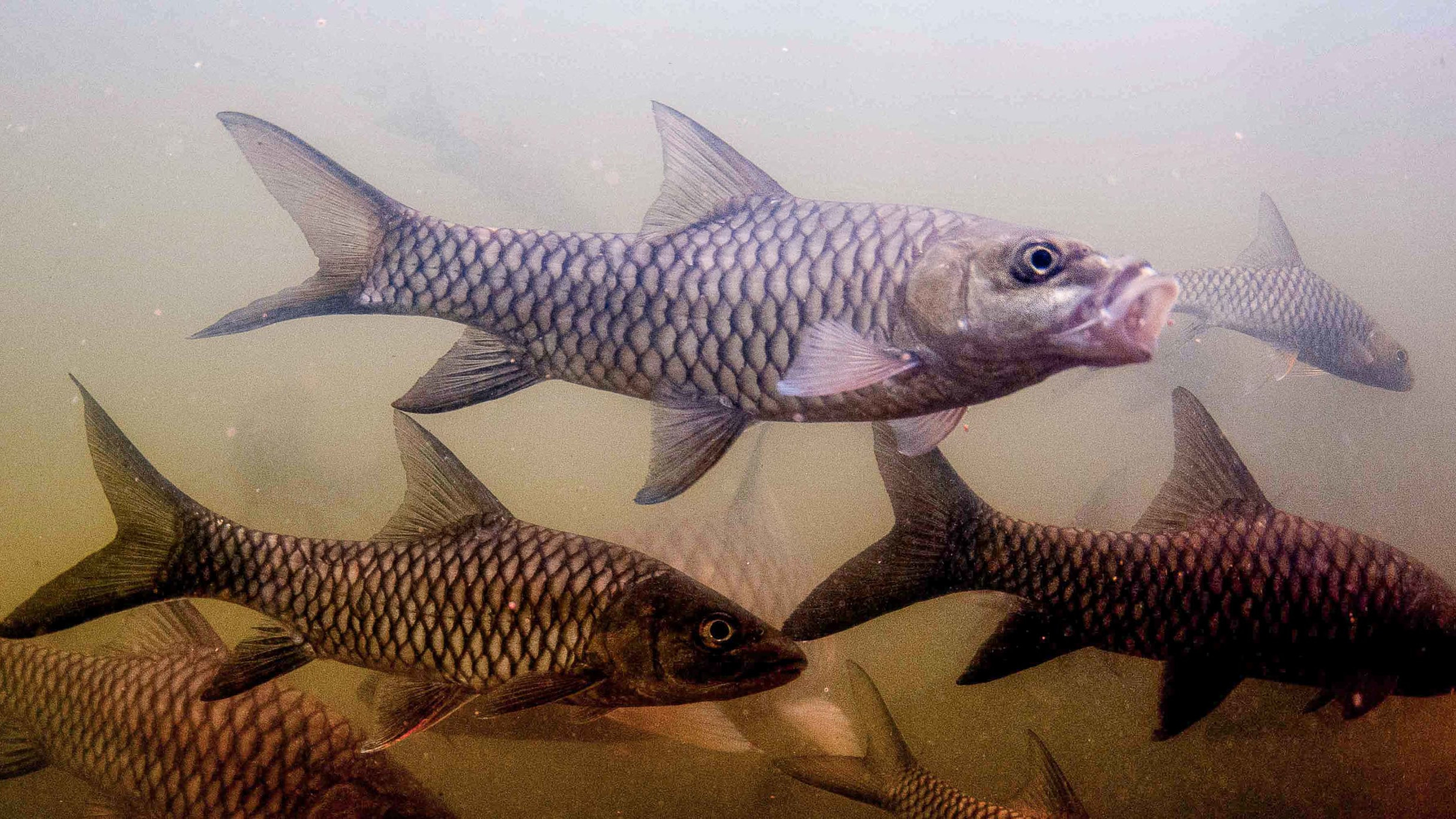 Protecting the Sacred Fish of the Cauvery