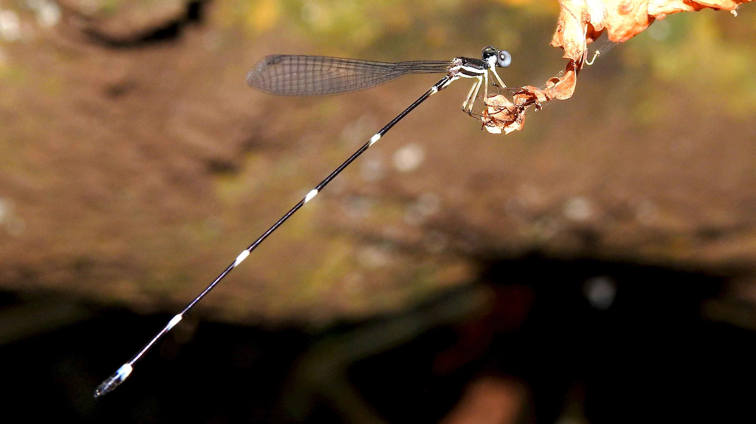 Blue-necked Reedtail: The Mysterious Damselfly
