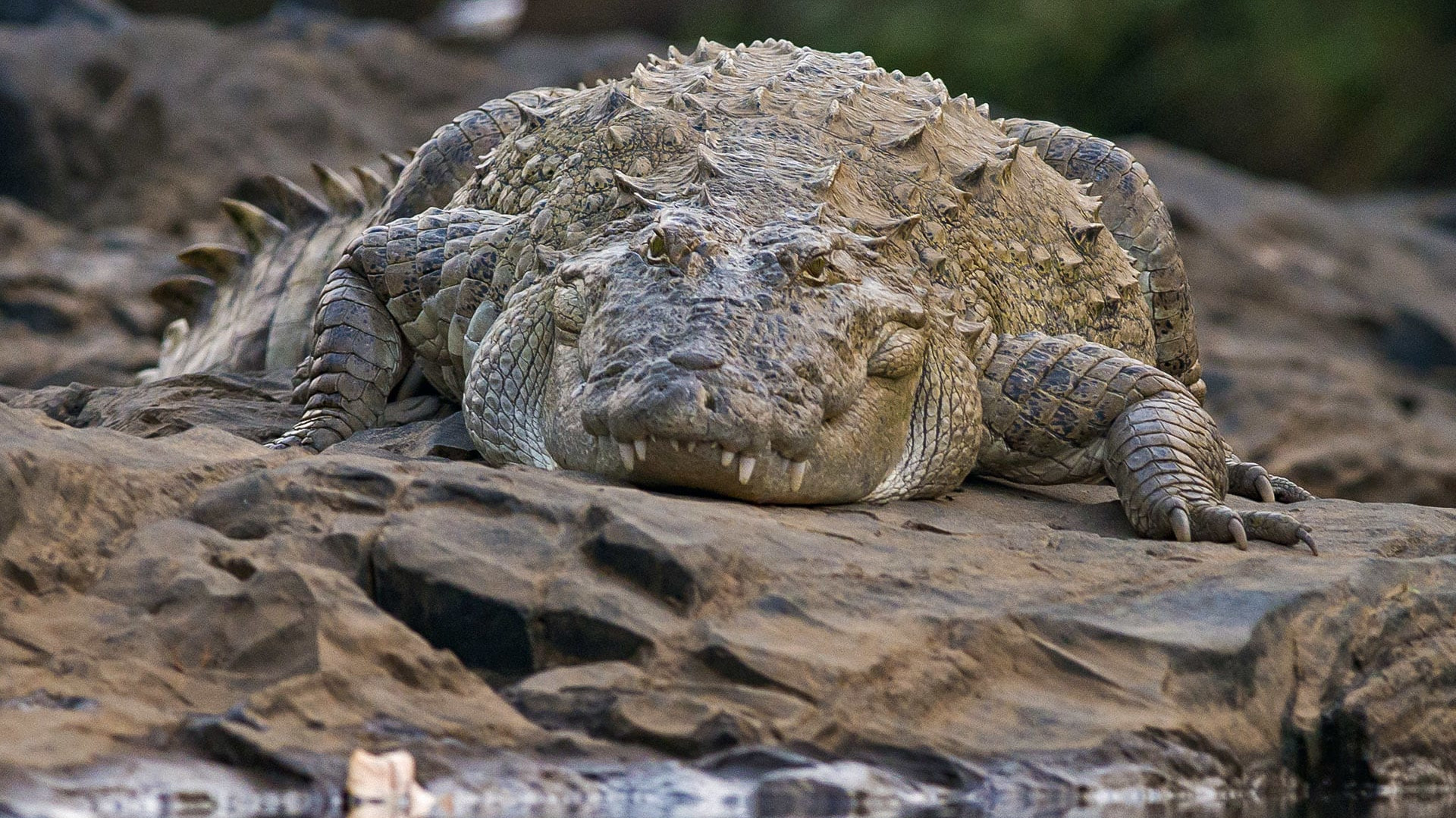 Mugger: River Monster or Peaceful Giant?