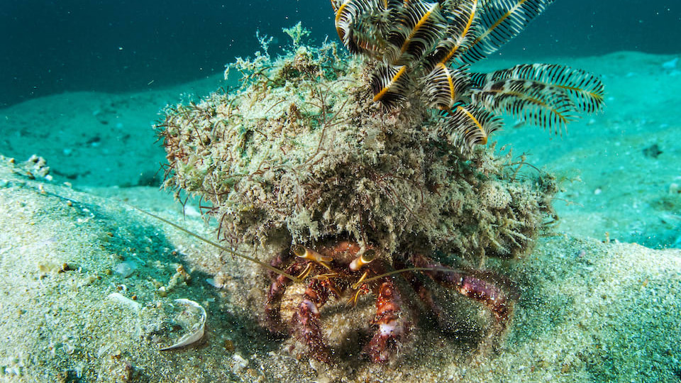 Project Camouflage: Styles and Survival Strategies of Decorator Crabs