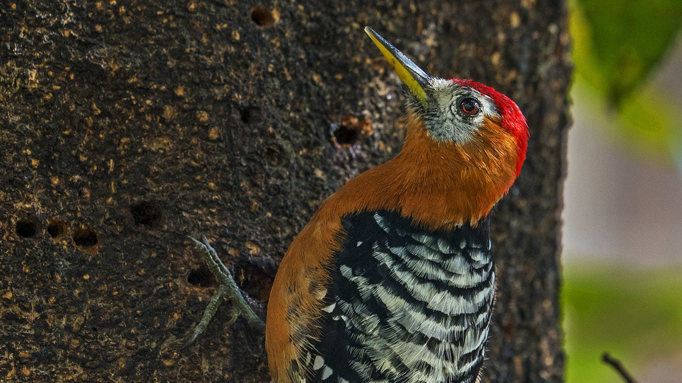 Rufous-bellied Woodpecker: A (W)holesome Guide