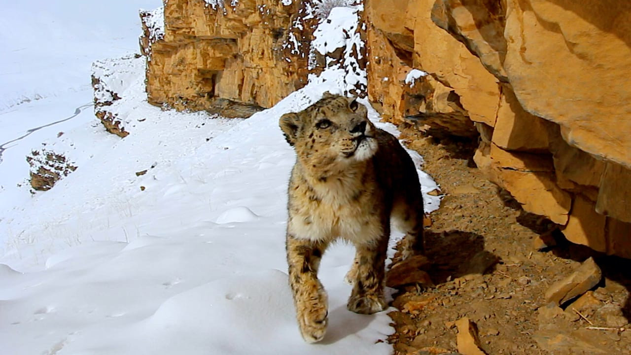 Protecting the Snow Leopards of Asia’s Mountains