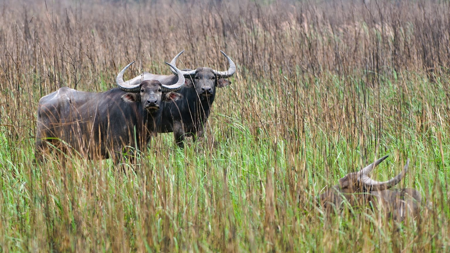 The Grand Old Buffaloes of the Savannah Need Protection
