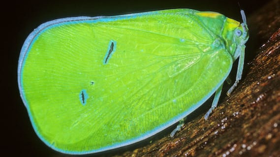 Flying Solo with a Planthopper in Agumbe